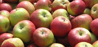 Äpfel von den Obsthalle-Apfelbauern