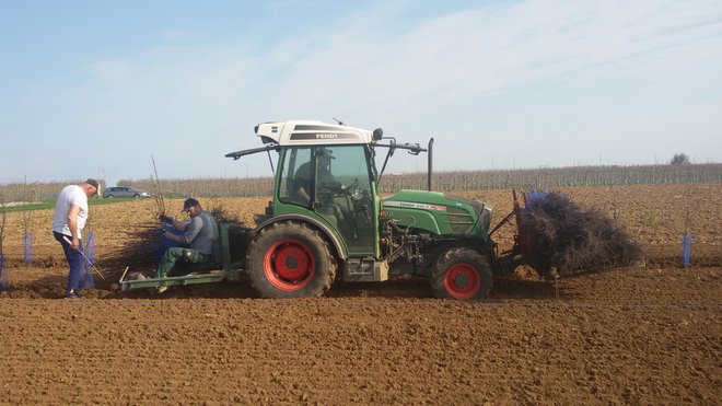 Hier wurden die Bäume mit der Maschine gepflanzt.