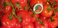 Tomaten von Gärtnerei Kiemle