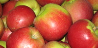 Äpfel von den Obsthalle-Apfelbauern