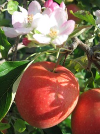 Pinova mit Blüte